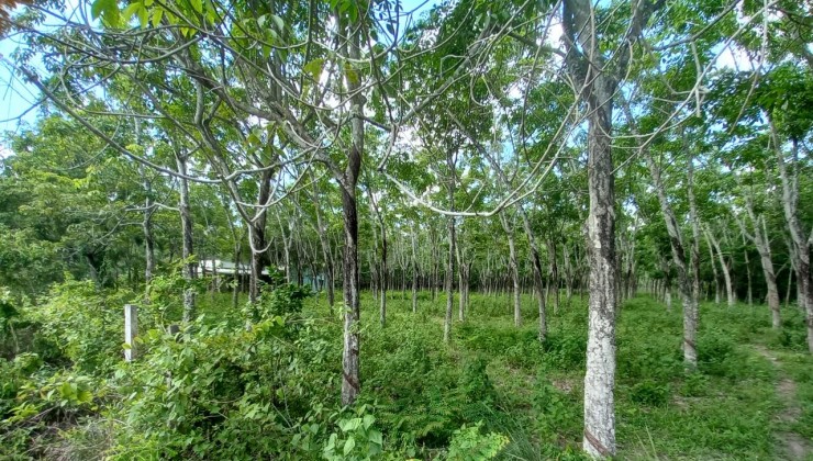 Bán đất mặt tiền An Nhơn Tây Củ Chi, 12.6Ha, nở hậu, N63m, Đường 10m hạ chào hơn 11 tỷ